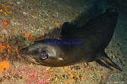 Zalophus californianus Otarie de Californie-La Paz Los Islotes-12m-20181025-Denis-ADER-DSC_0038_tn